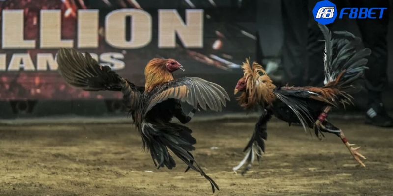 Casino đá gà C1: Đỉnh cao trận đấu gà