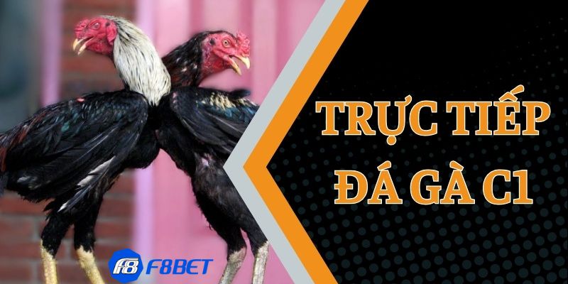 Luật chơi tại casino đá gà C1: Quy định và điều chỉnh